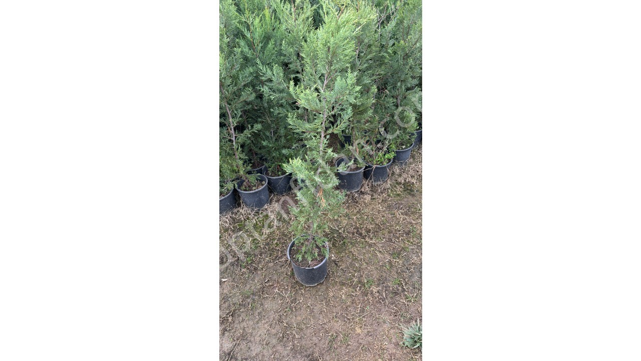 1.40-1.50 Saksıda Leylandi ÇAKIROĞLUFİDANCILIK